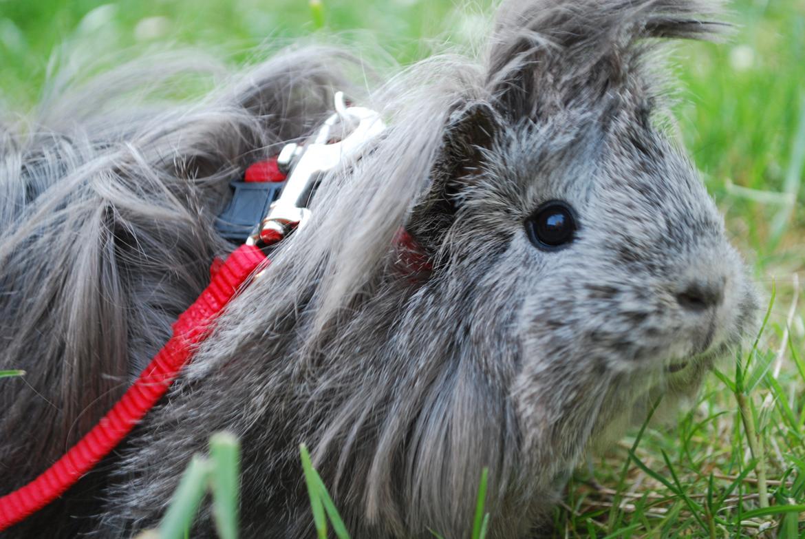 Marsvin Morias Dreams Come True - Strithår | Foto: Mig  billede 14