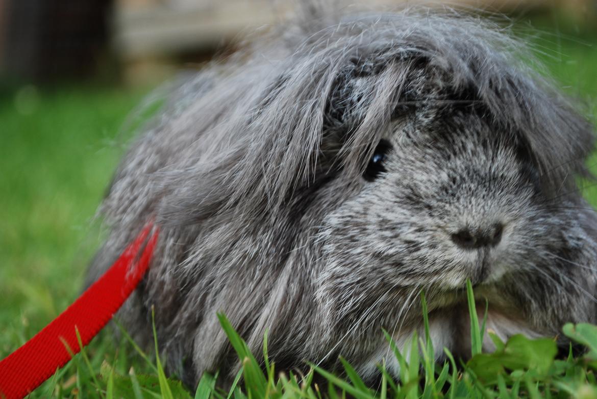 Marsvin Morias Dreams Come True - Sommer 2012 | Foto: Mig billede 15