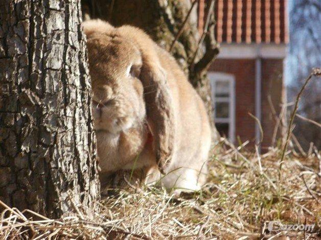 Kanin Molly  billede 1