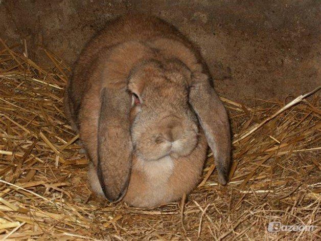 Kanin Molly  billede 2