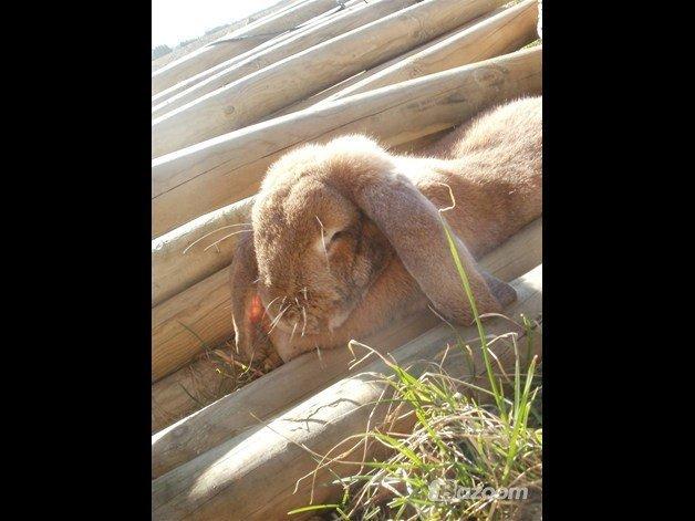 Kanin Molly  billede 3