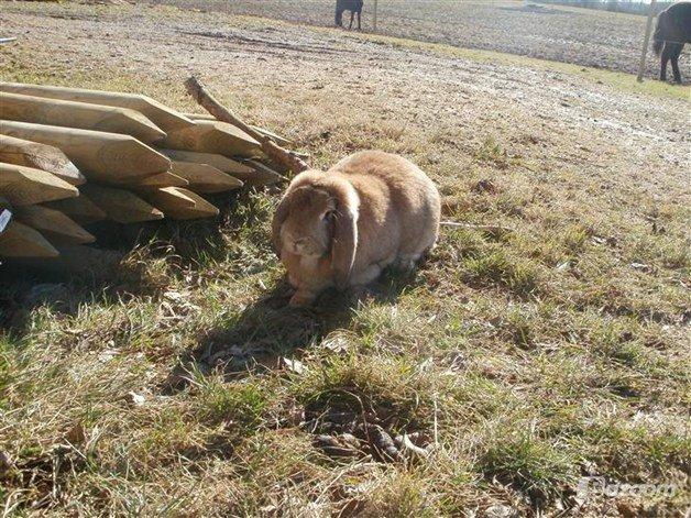 Kanin Molly  billede 4