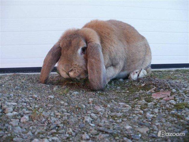 Kanin Molly  billede 5