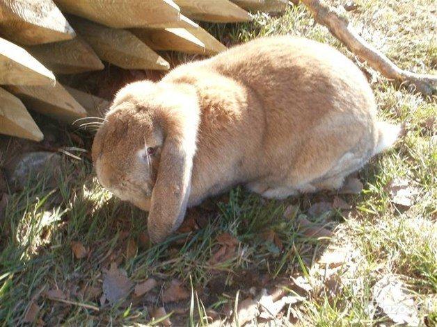 Kanin Molly  billede 6