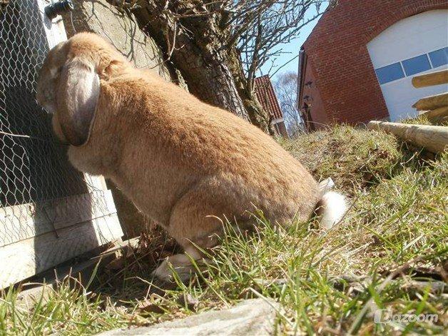 Kanin Molly  billede 7