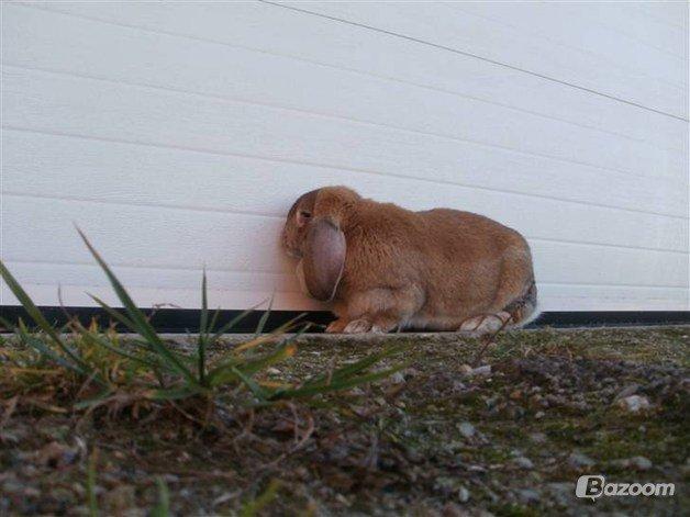 Kanin Molly  billede 8