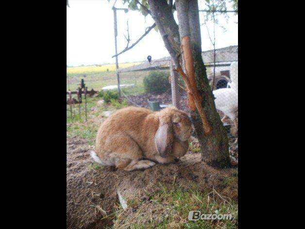 Kanin Molly  billede 9