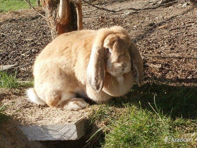 Kanin Molly  billede 10