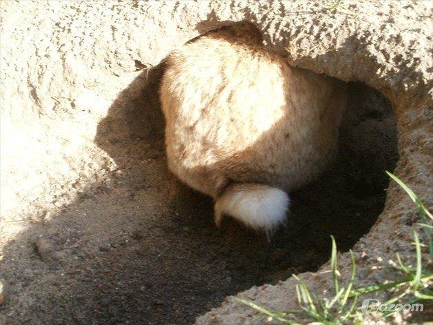 Kanin Molly  billede 11