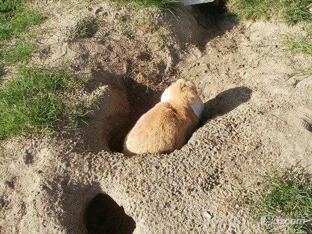 Kanin Molly  billede 12