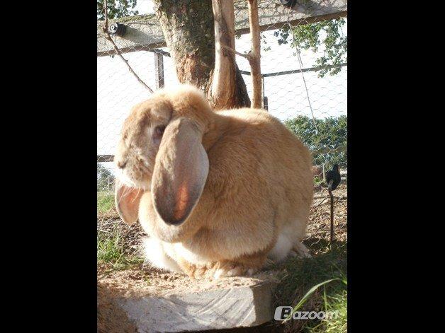 Kanin Molly  billede 13