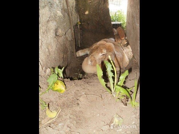 Kanin Molly  billede 14