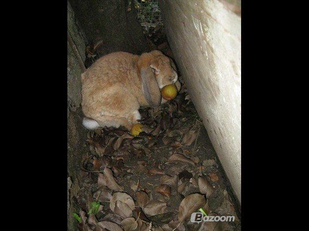 Kanin Molly  billede 15