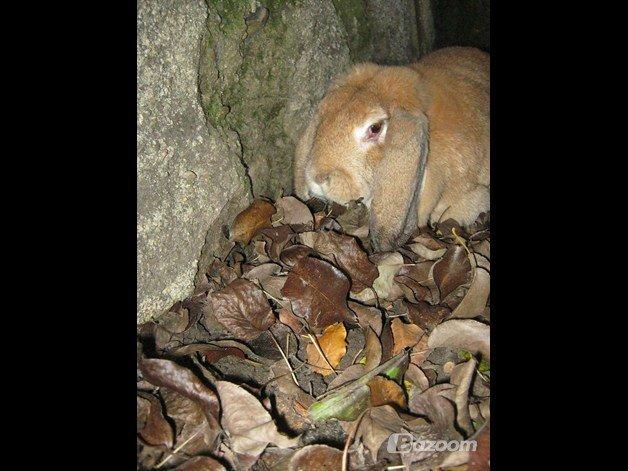 Kanin Molly  billede 16