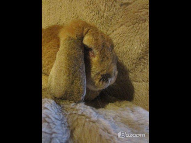 Kanin Molly  billede 17