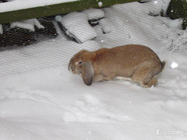 Kanin Molly  billede 18