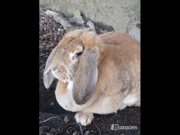 Kanin Molly  billede 19