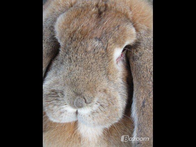 Kanin Molly  billede 20