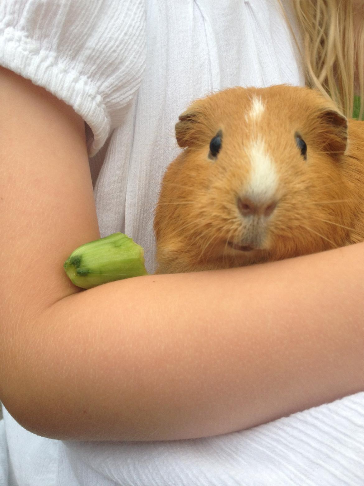 Marsvin Luna billede 9