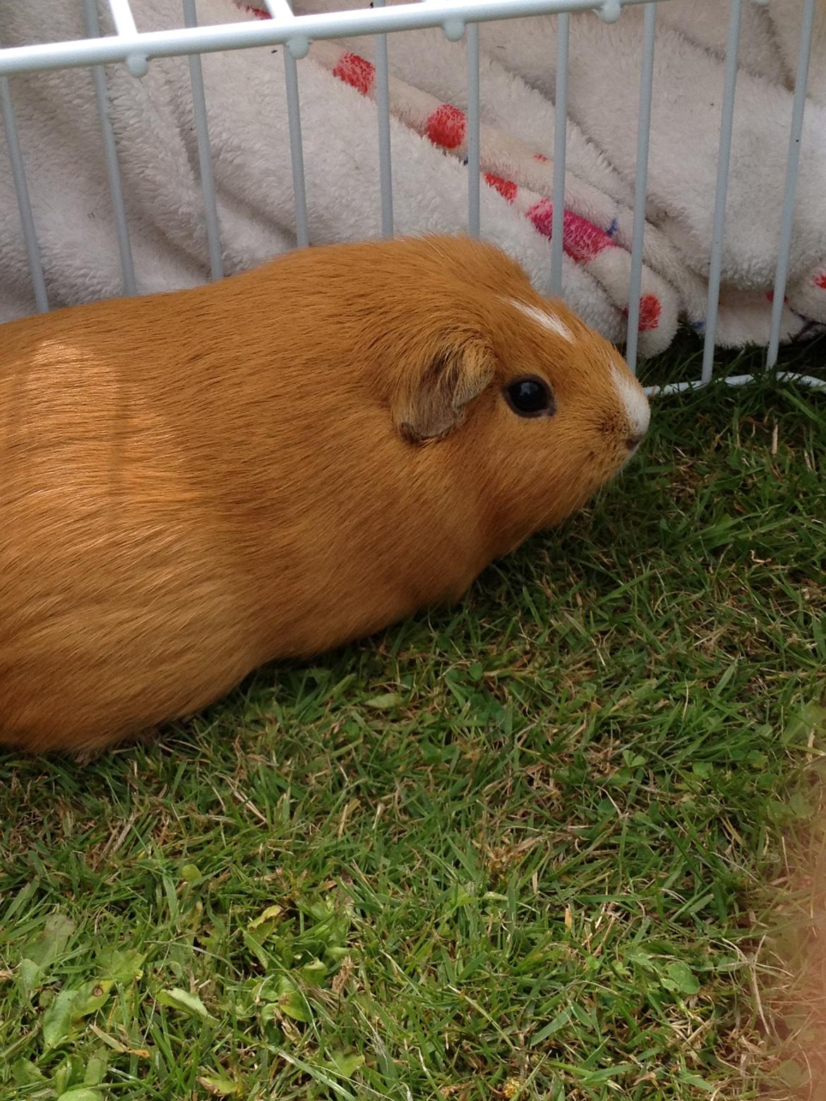 Marsvin Luna billede 10