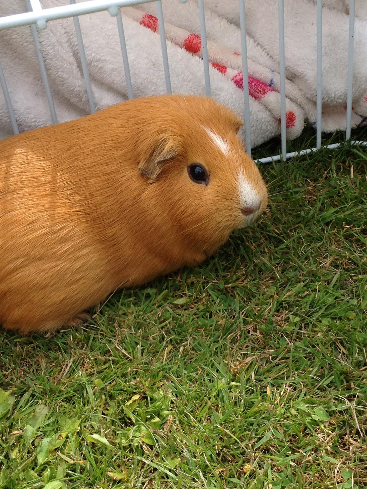 Marsvin Luna billede 11