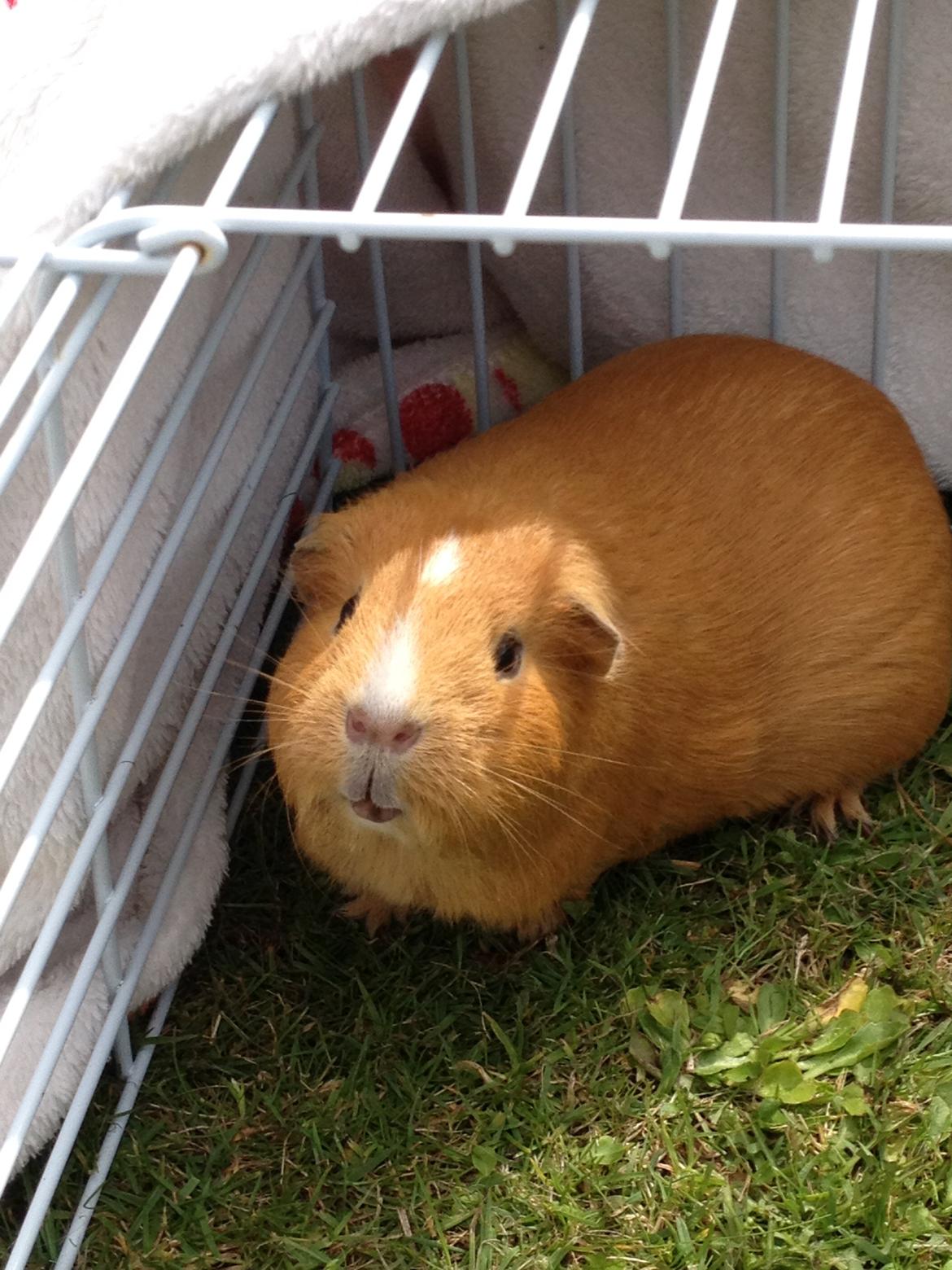 Marsvin Luna billede 1