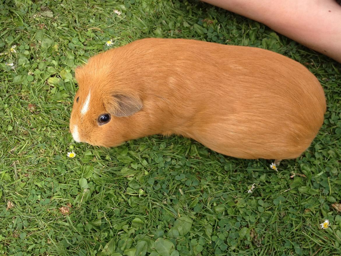 Marsvin Luna billede 12