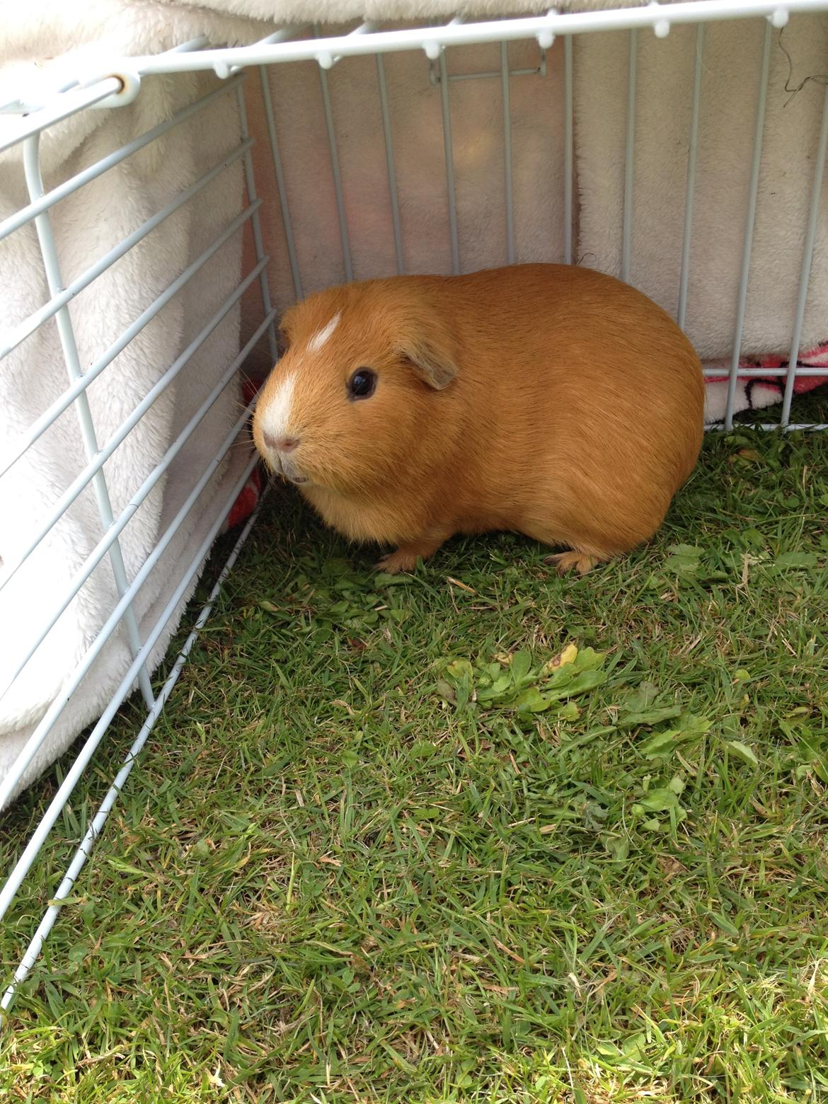 Marsvin Luna billede 13