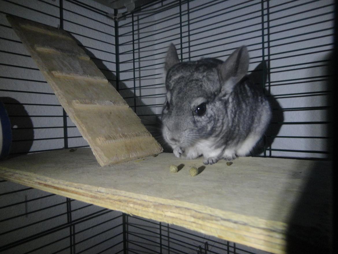 Chinchilla Lula billede 15