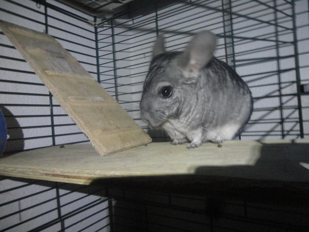 Chinchilla Lula billede 17