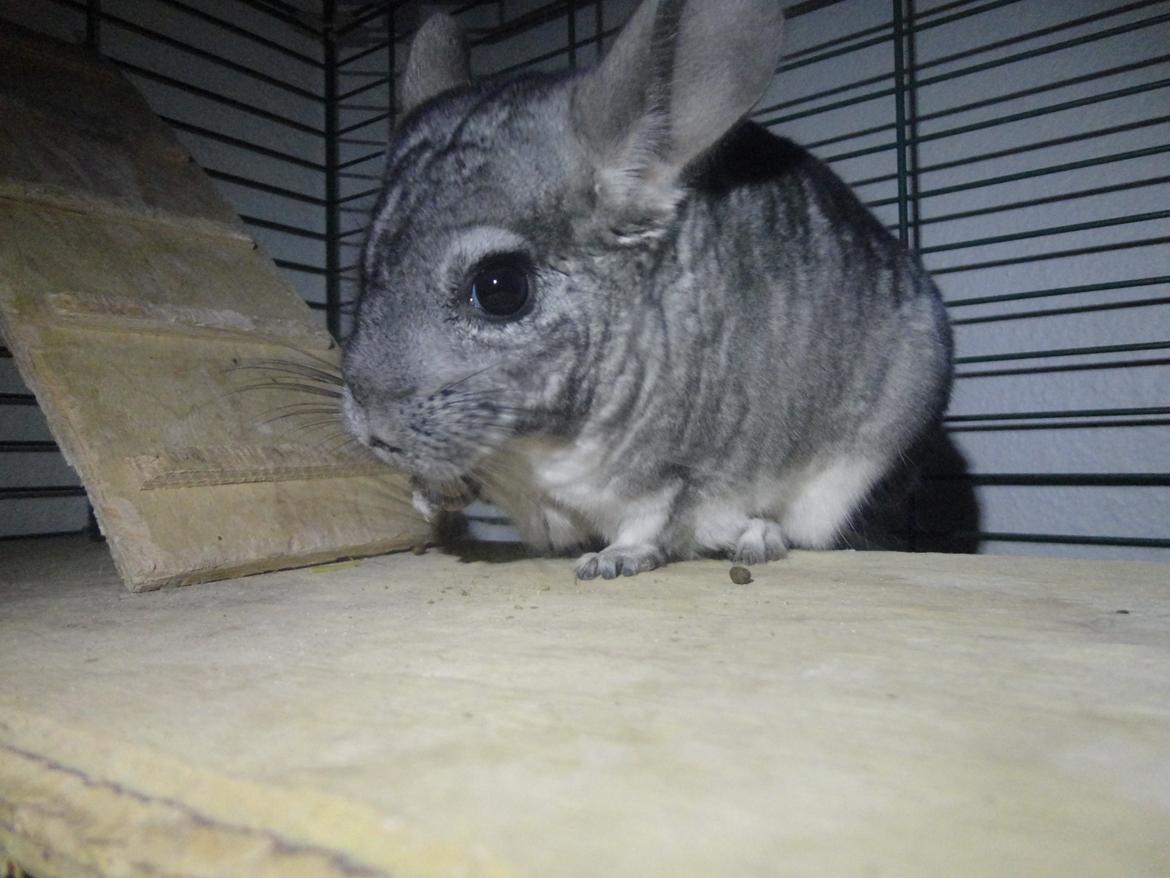 Chinchilla Lula billede 18