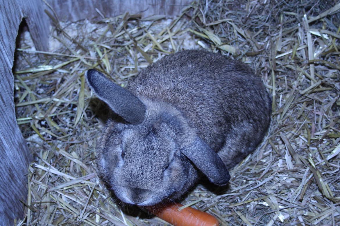 Kanin Holger danske billede 2