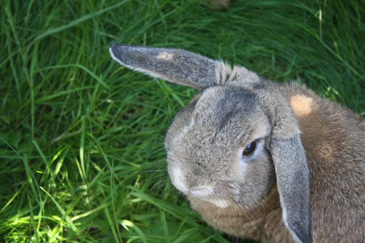 Kanin Holger danske billede 3
