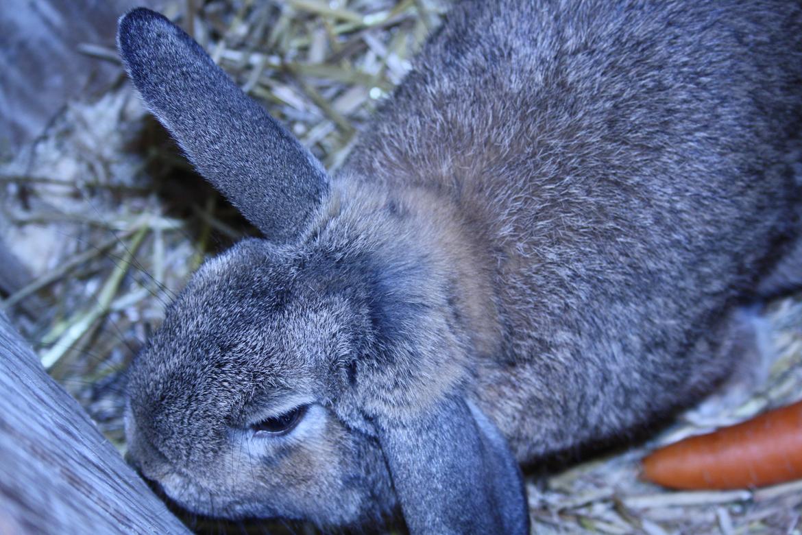 Kanin Holger danske billede 4
