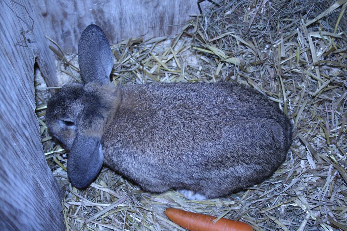 Kanin Holger danske billede 5
