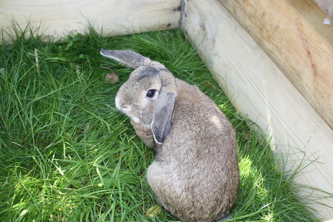 Kanin Holger danske billede 6