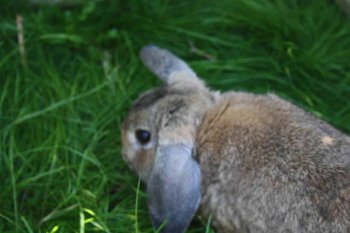 Kanin Holger danske billede 7