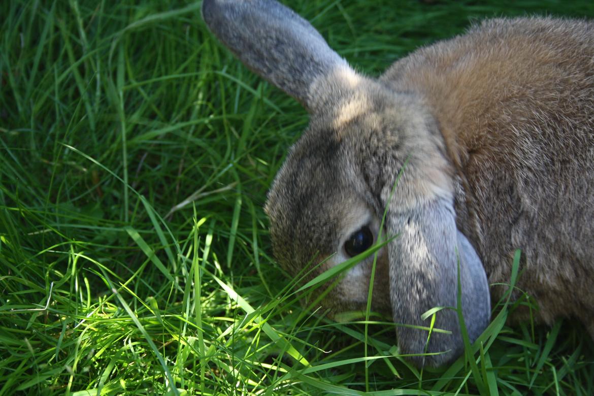 Kanin Holger danske billede 8