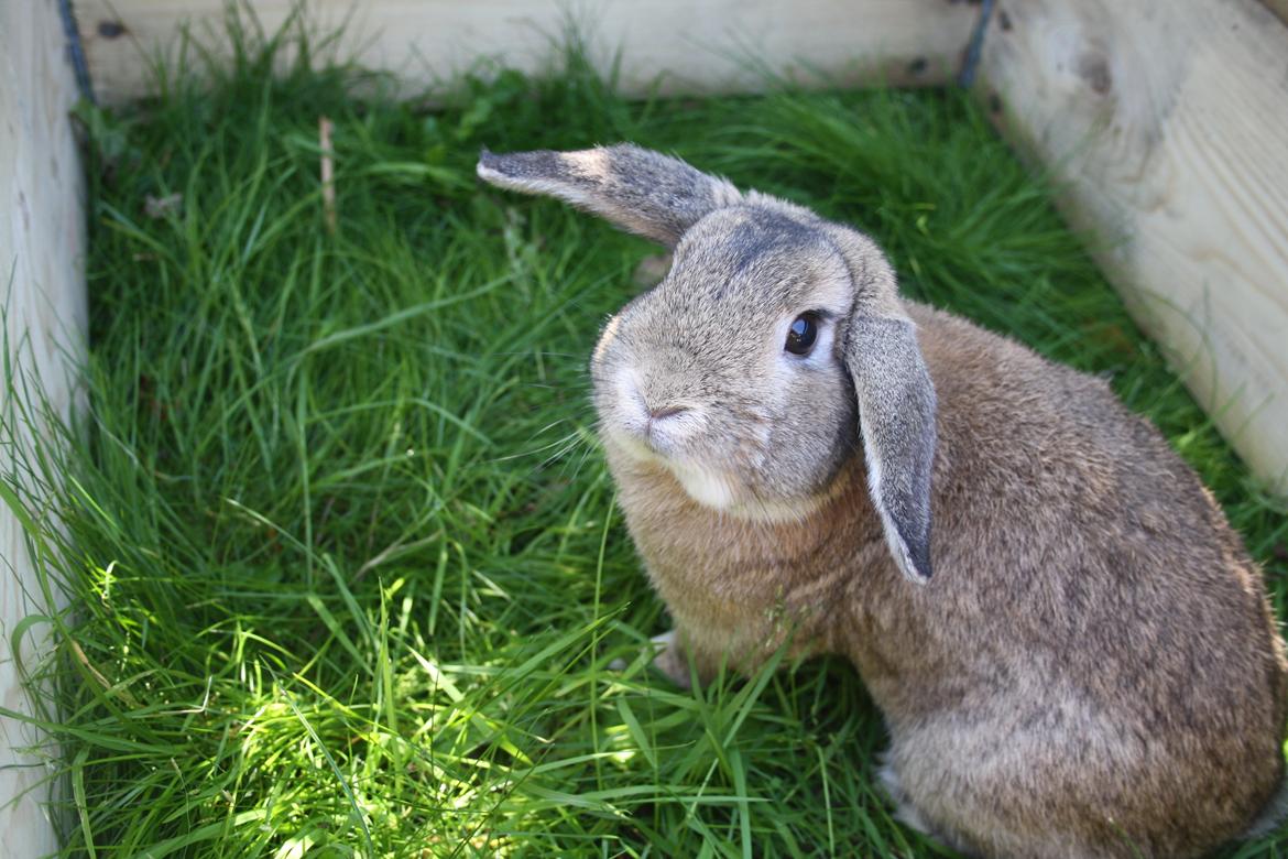 Kanin Holger danske billede 9