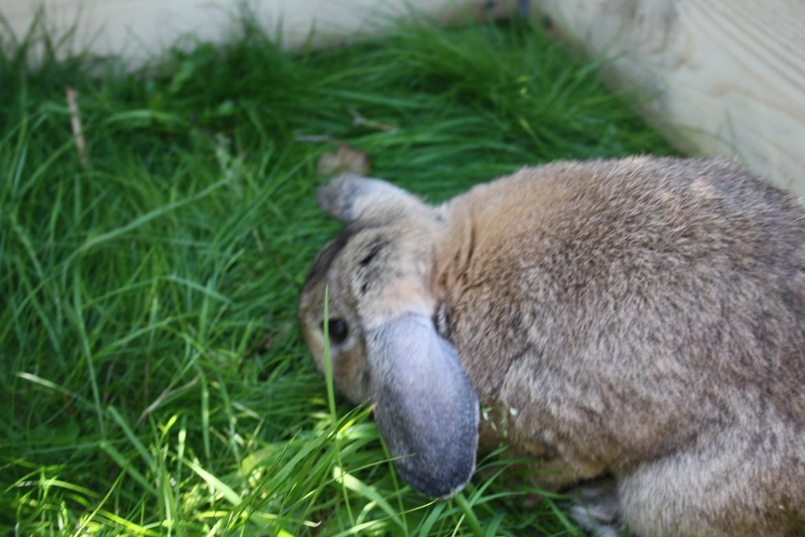 Kanin Holger danske billede 10