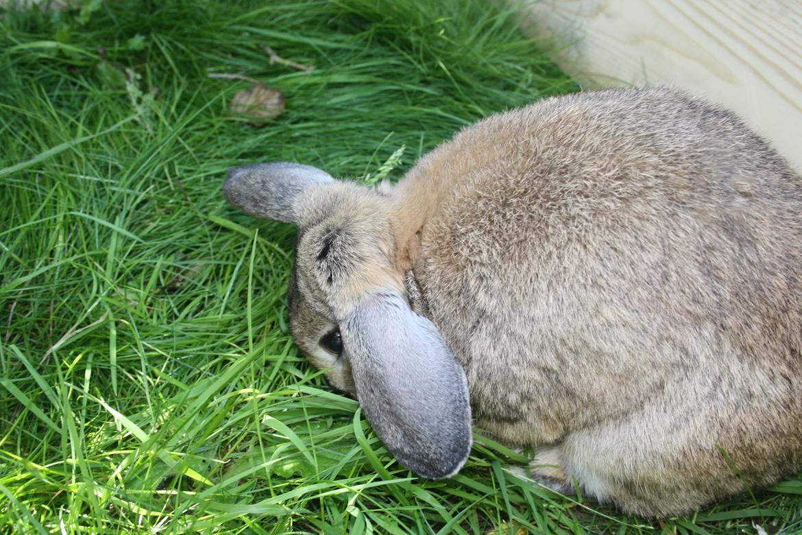 Kanin Holger danske billede 11