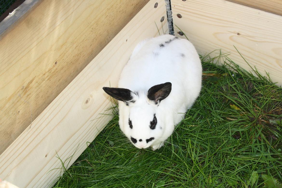 Kanin Spot billede 10