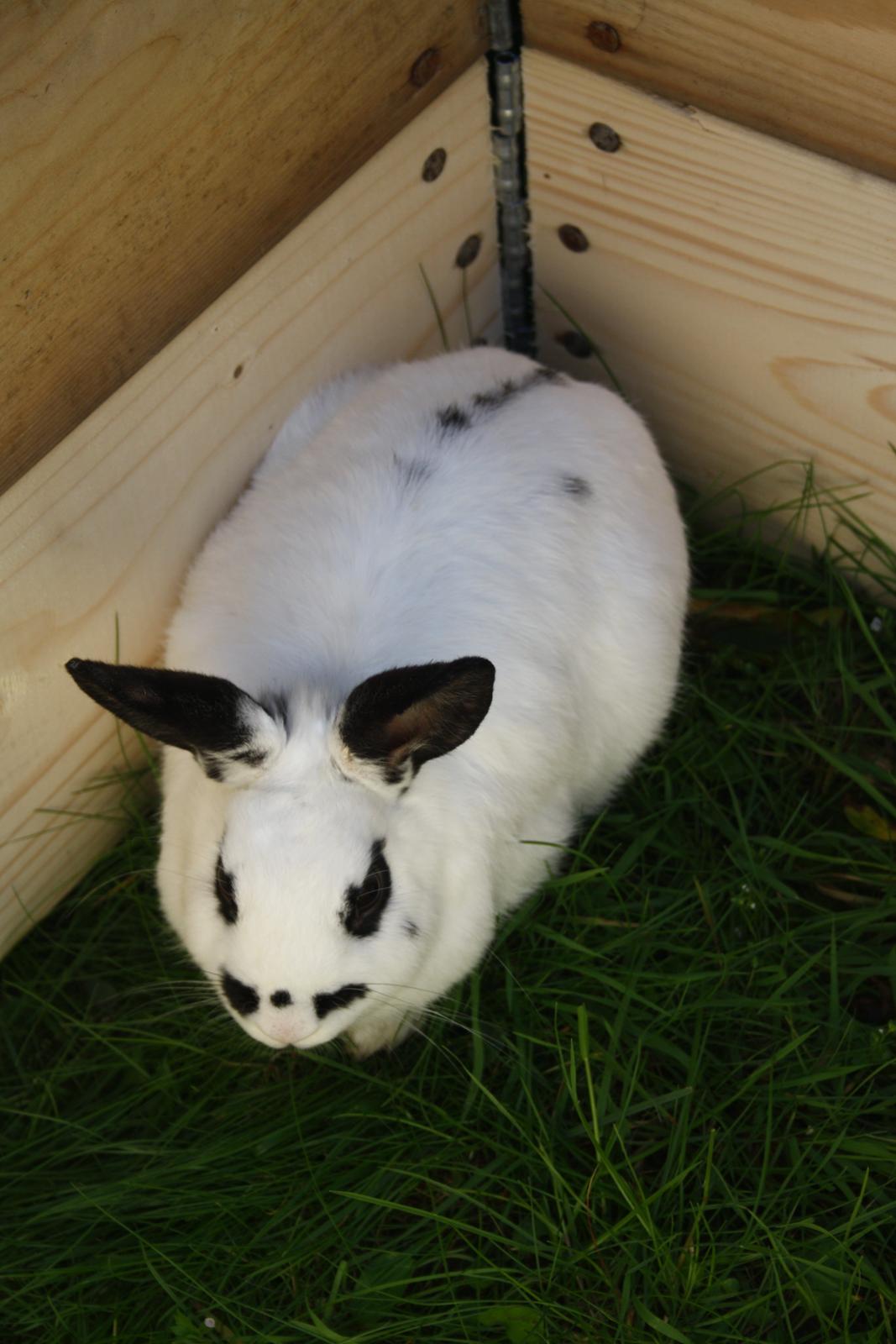 Kanin Spot billede 11