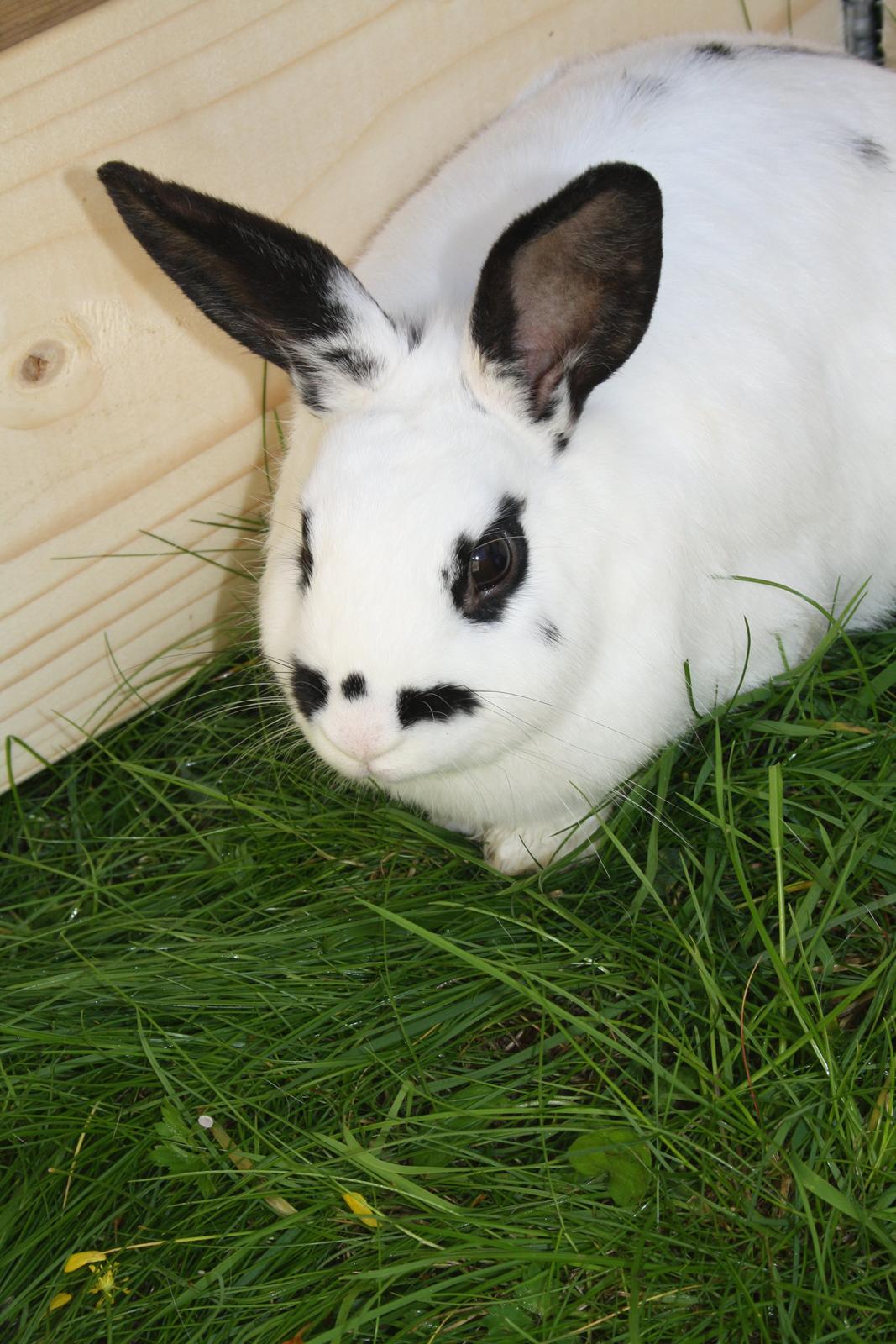 Kanin Spot billede 1