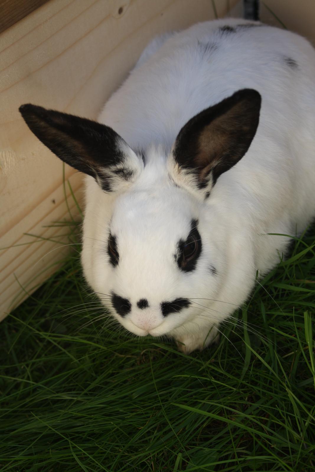 Kanin Spot billede 17
