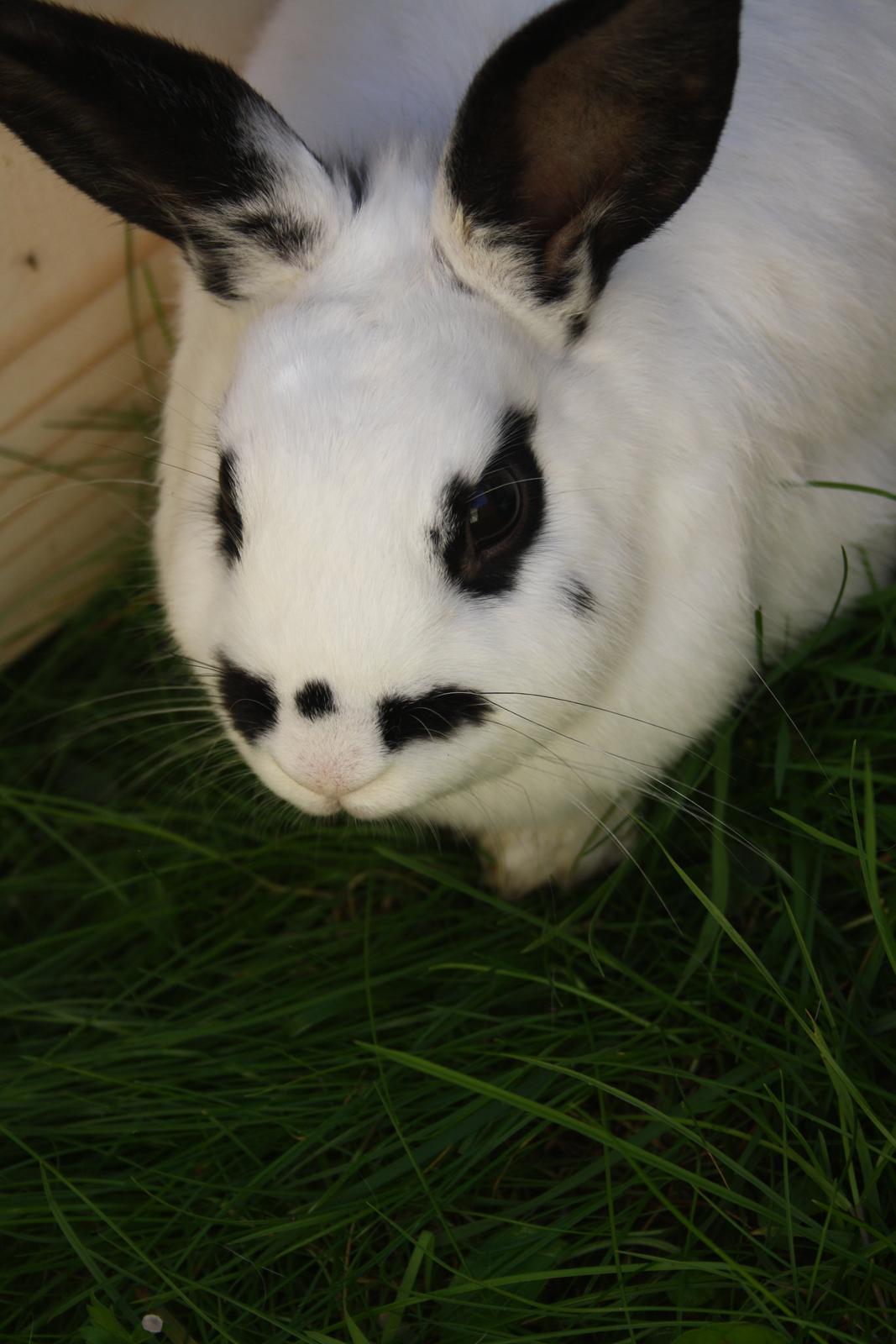 Kanin Spot billede 18