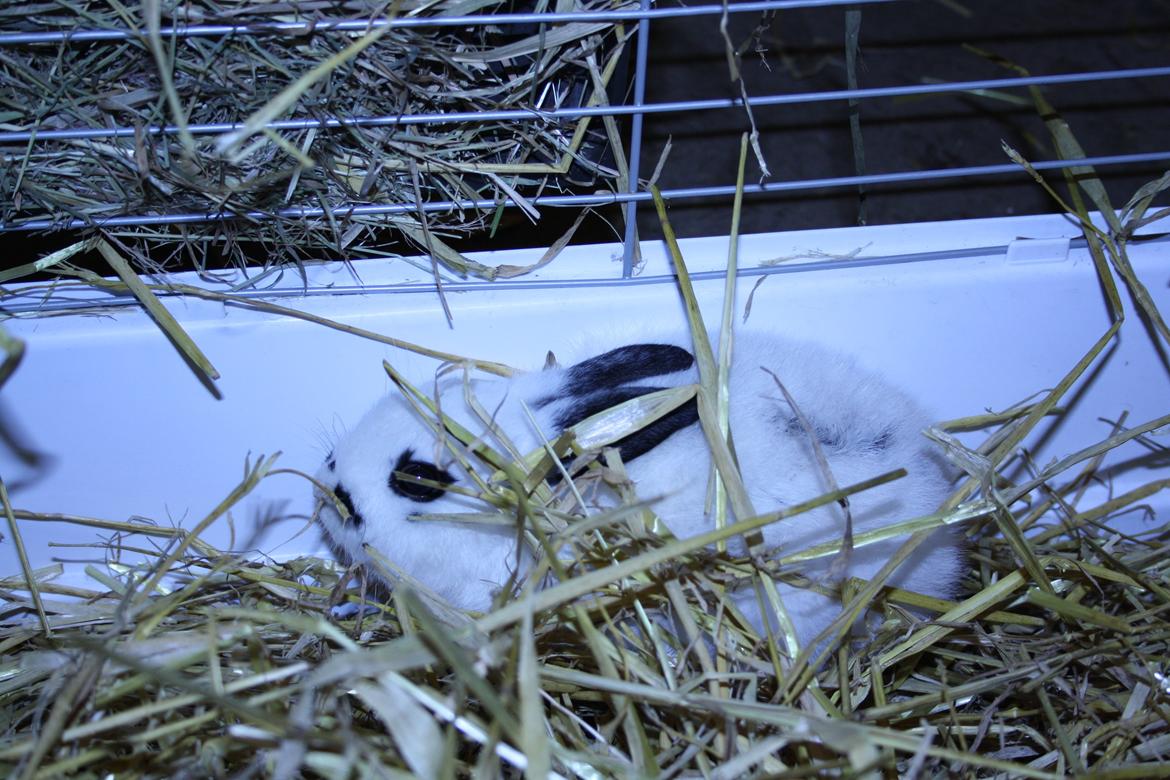 Kanin Spot billede 19