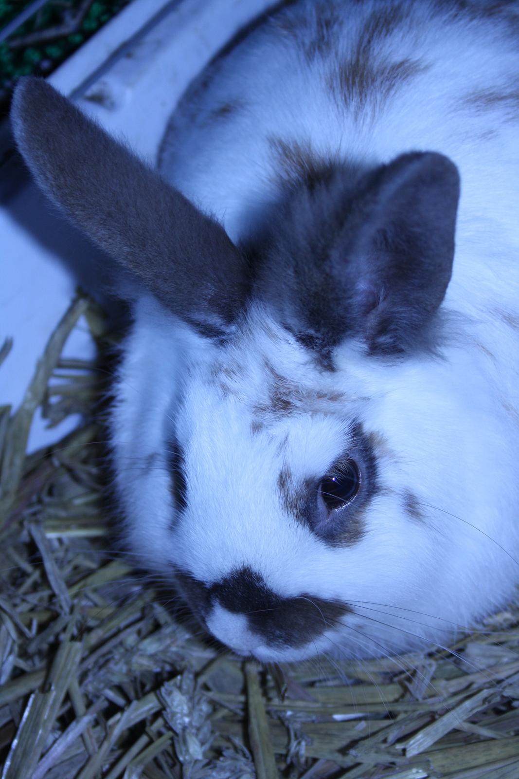 Kanin vimse billede 17