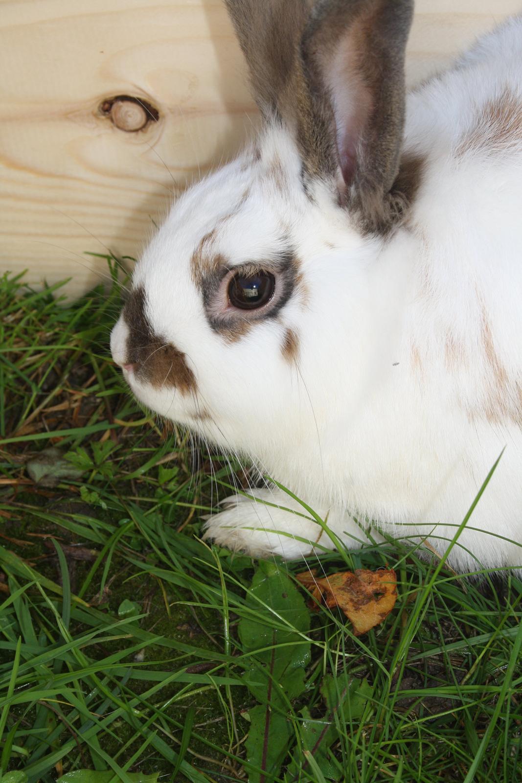 Kanin vimse billede 1