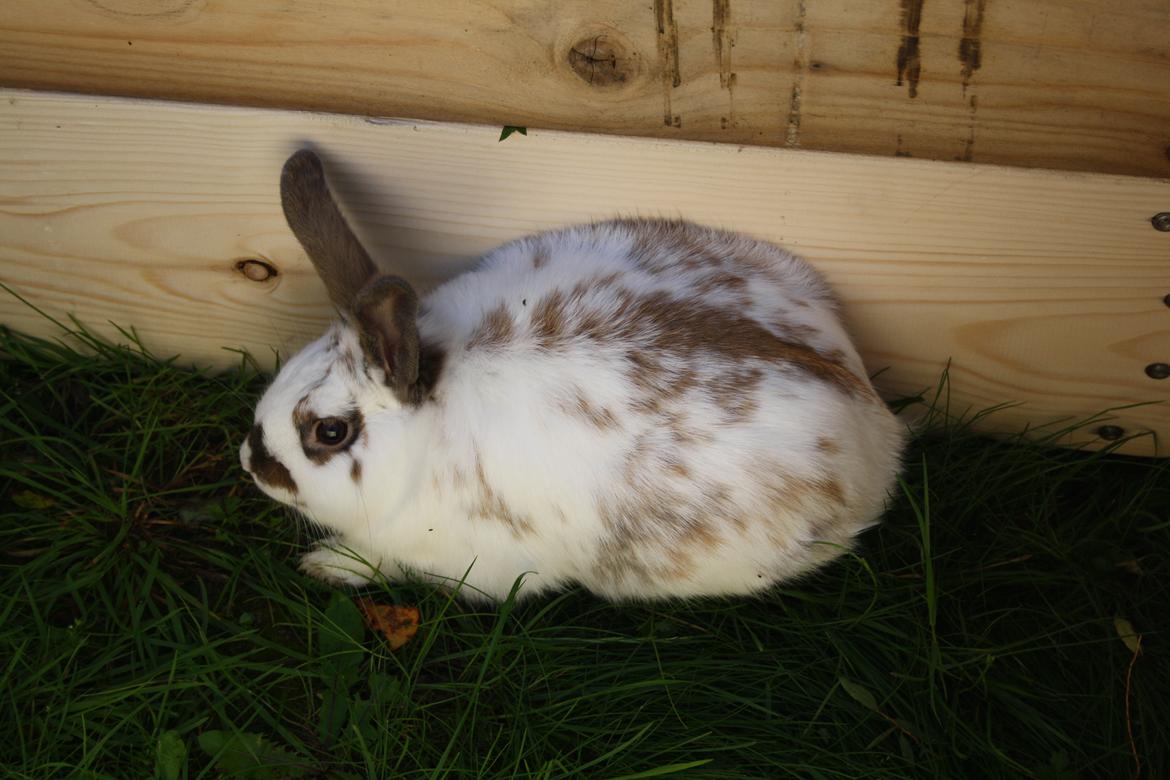 Kanin vimse billede 18